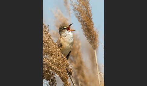 Drosselrohrsänger (Acrocephalus arundinaceus)