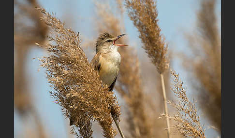 Drosselrohrsänger (Acrocephalus arundinaceus)