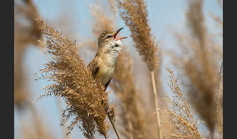 Drosselrohrsänger (Acrocephalus arundinaceus)