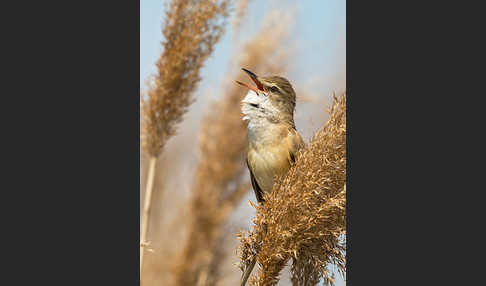 Drosselrohrsänger (Acrocephalus arundinaceus)