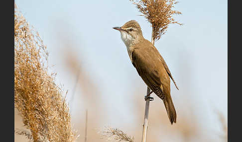 Drosselrohrsänger (Acrocephalus arundinaceus)