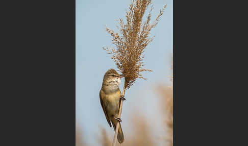 Drosselrohrsänger (Acrocephalus arundinaceus)