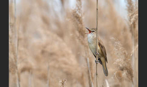 Drosselrohrsänger (Acrocephalus arundinaceus)