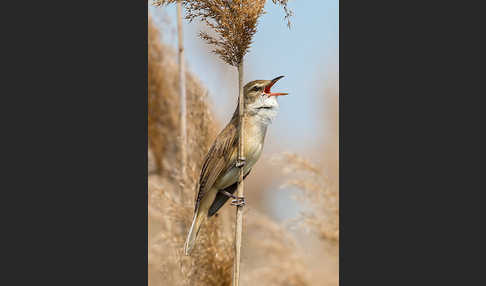 Drosselrohrsänger (Acrocephalus arundinaceus)