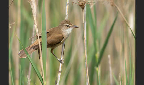 Drosselrohrsänger (Acrocephalus arundinaceus)