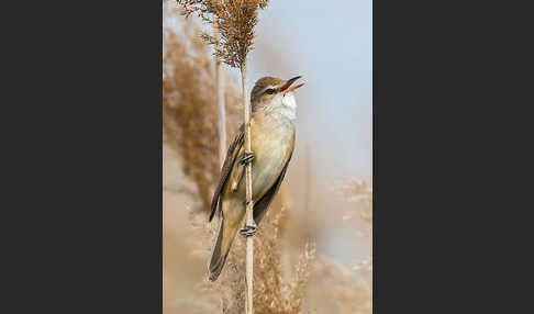 Drosselrohrsänger (Acrocephalus arundinaceus)