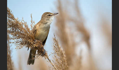 Drosselrohrsänger (Acrocephalus arundinaceus)