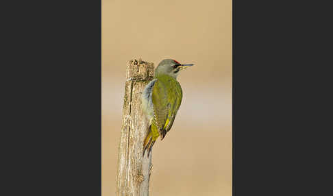 Grauspecht (Picus canus)