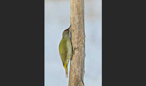 Grauspecht (Picus canus)