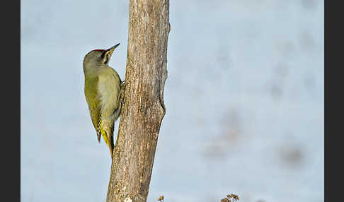 Grauspecht (Picus canus)