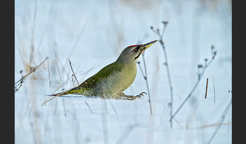 Grauspecht (Picus canus)