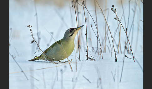 Grauspecht (Picus canus)