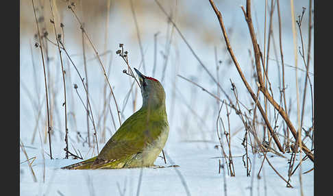 Grauspecht (Picus canus)