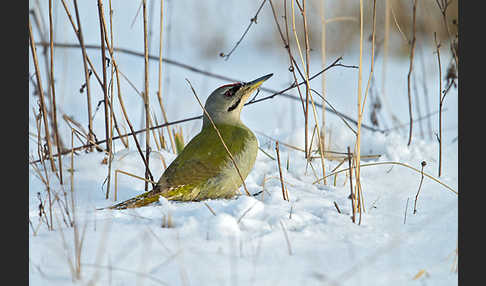 Grauspecht (Picus canus)