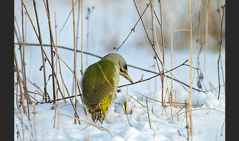 Grauspecht (Picus canus)