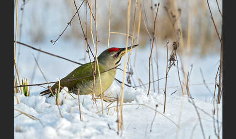 Grauspecht (Picus canus)