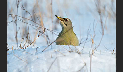 Grauspecht (Picus canus)