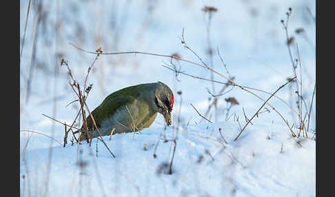 Grauspecht (Picus canus)