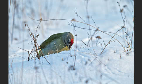 Grauspecht (Picus canus)