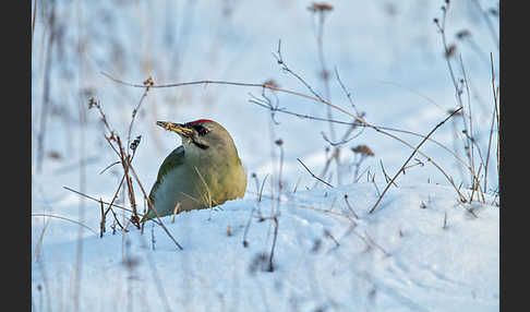 Grauspecht (Picus canus)