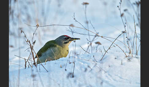 Grauspecht (Picus canus)