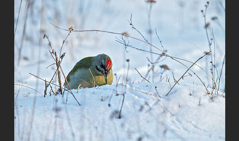 Grauspecht (Picus canus)