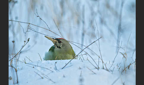 Grauspecht (Picus canus)