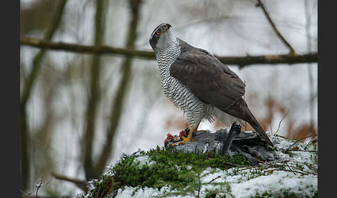 Habicht (Accipiter gentilis)