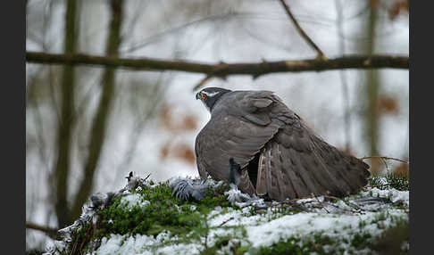 Habicht (Accipiter gentilis)