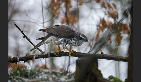 Habicht (Accipiter gentilis)