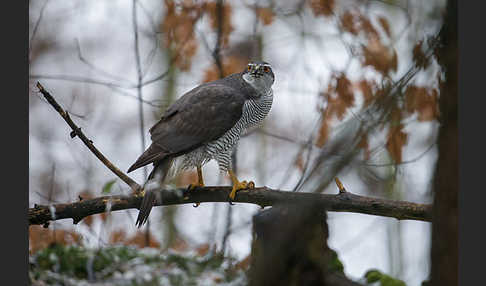 Habicht (Accipiter gentilis)