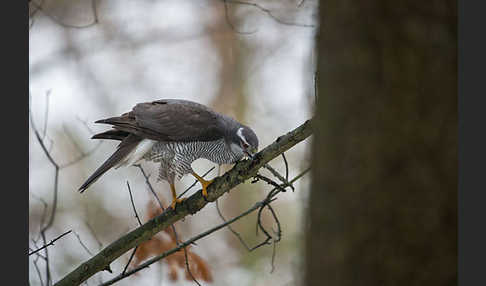 Habicht (Accipiter gentilis)