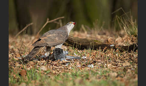 Habicht (Accipiter gentilis)