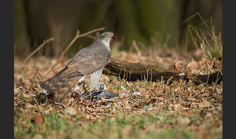 Habicht (Accipiter gentilis)