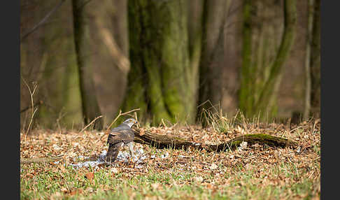 Habicht (Accipiter gentilis)