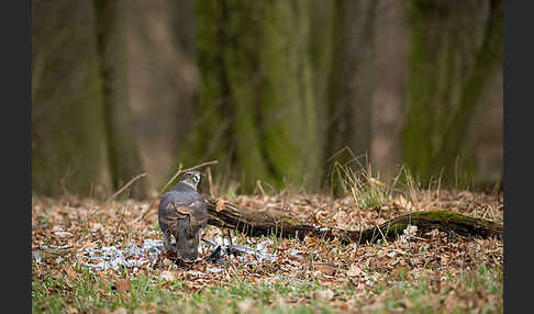 Habicht (Accipiter gentilis)