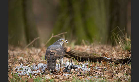 Habicht (Accipiter gentilis)