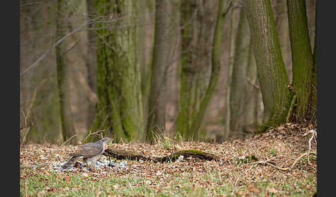 Habicht (Accipiter gentilis)