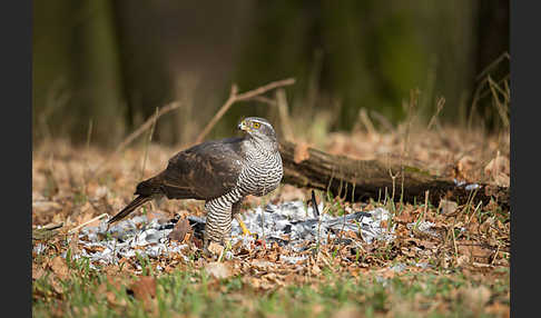 Habicht (Accipiter gentilis)