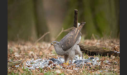 Habicht (Accipiter gentilis)