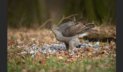 Habicht (Accipiter gentilis)