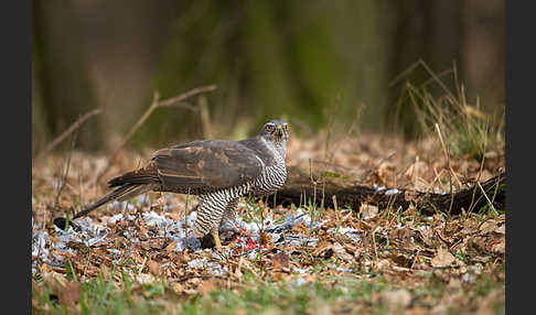 Habicht (Accipiter gentilis)