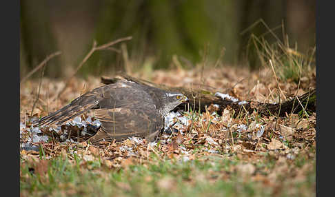 Habicht (Accipiter gentilis)