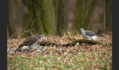 Habicht (Accipiter gentilis)