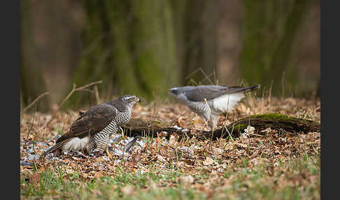 Habicht (Accipiter gentilis)