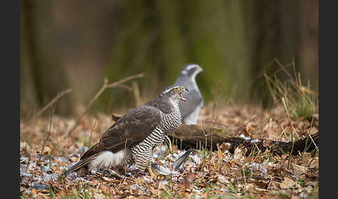 Habicht (Accipiter gentilis)