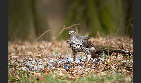 Habicht (Accipiter gentilis)