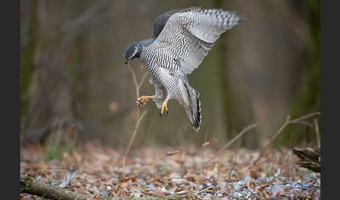 Habicht (Accipiter gentilis)