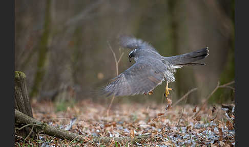 Habicht (Accipiter gentilis)