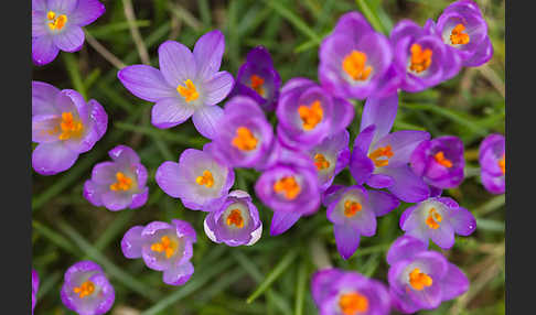 Frühlings-Safran (Crocus vernus)